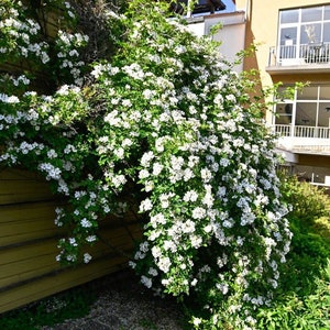 50/200 Multiflora Rose Seeds*Japanese Rose*Seven Sisters Rose*Rambler Rose*Climbing Vine/Shrub*Rosa*Büschelrose*Vielblütige Rose*FLAT SHIP
