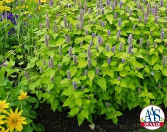 25 Agastache Golden Jubilee Hyssop Seeds*AAS Winner*1st Yr Flowering Perennial*Fade resistant lavender Blue 3.25 in/8cm spikes*Containers*