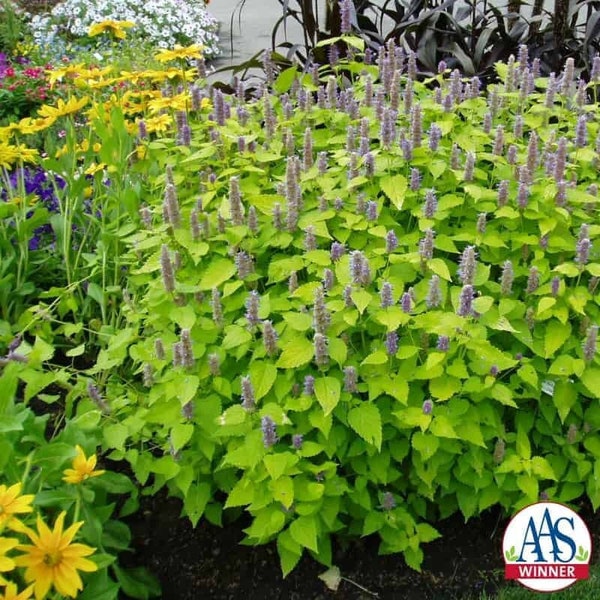 25 Agastache Golden Jubilee Hyssop Seeds*AAS Winner*1st Yr Flowering Perennial*Fade resistant lavender Blue 3.25 in/8cm spikes*Containers*