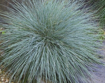 25/100 Freddy Blue Fescue Seeds*Blue Green Evergreen Perennial Ornamental Grass*Festuca glauca*Chartreuse Flowers*FLAT SH