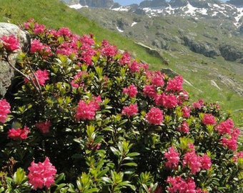 100/500 Rhododendron Alpine Rose Seeds*Alpenrose*Evergreen Shrub*Rose/Pink/Crimson Flowers*Profuse Bloomer*Rhododendron ferrugineum*FLAT SH