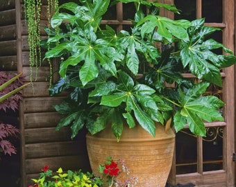 50/200 Fatsia Japanese Aralia Seeds*Fatsia japonica*Evergreen Shade Plant*Indoor/Outdoor Gardens*Pots*Glossy Leaves up to 16 in (20 cm)*