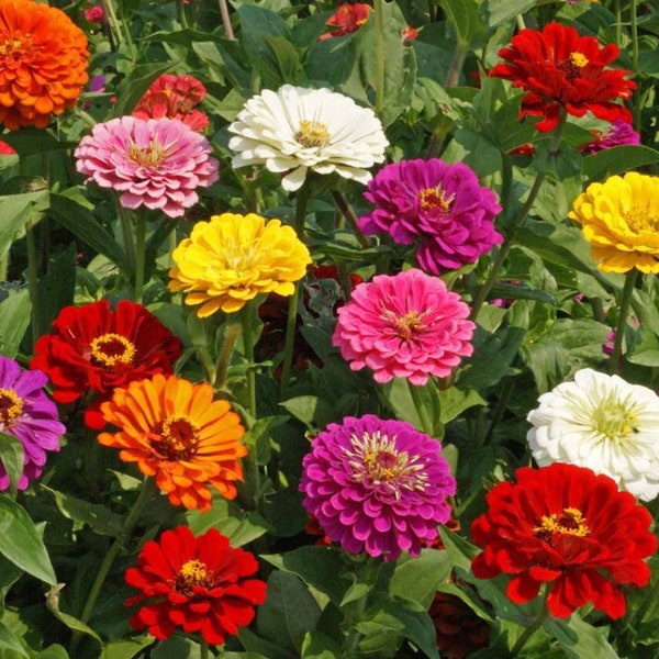 100/500 Zinnia California Giants Mix Garden Seeds*Zinnia elegans*Double/Semi Double Pink/Red/Purple/White/Orange/Yellow Flowers 4-5 in