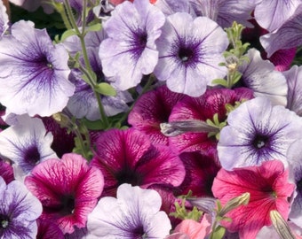 50 Petunia Celebrity Ice Mix Garden Seeds*Extremely Rain Tolerant*Easy to Grow Annual Plants*Large Vibrant Flowers*Petuniensamen*FLAT SHIP