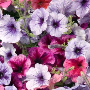 50 Petunia Celebrity Ice Mix Garden Seeds*Extremely Rain Tolerant*Easy to Grow Annual Plants*Large Vibrant Flowers*Petuniensamen*FLAT SHIP