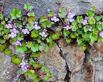 100/500 Kenilworth Ivy Seeds*Cymbalaria muralis*Rock Gardens*Blue Violet Flowers*Plants climb up to 2 ft (60cm)*Groundcover*Hanging Baskets*