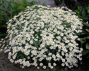 168/500 Jackpot Snow Daisy Tansy Seeds*Million Blooms Perennial Plant Seeds Gardening Gift