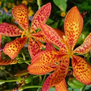 Brombeerlilie Blumenpflanzensamen, orangefarbene Leopardlilien, Heilkrautpflanzensamen, Belacamda Chinensis Cluster Pflanzen Gartensamen