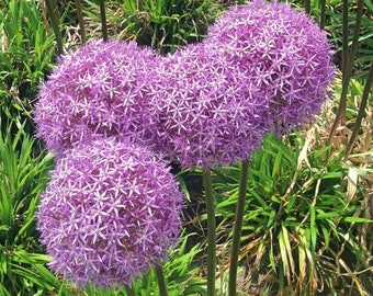 25 semillas de cebolla ornamental Allium*Allium aflatunense/hollandicum*Cebolla persa*Flores grandes moradas/rosas*Planta perenne vistosa*ENVÍO A TARIFA PLANA