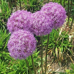 Allium Ornamental Onion Seeds*Allium aflatunense/hollandicum*Persian Onion*Large Purple/Pink Flowers*Showy Perennial Plant Flower Seeds Garden Seeds Plant Seeds Gardening Flowers Samen Flower Plants Rare Seeds Flower Garden heirloom semi graines