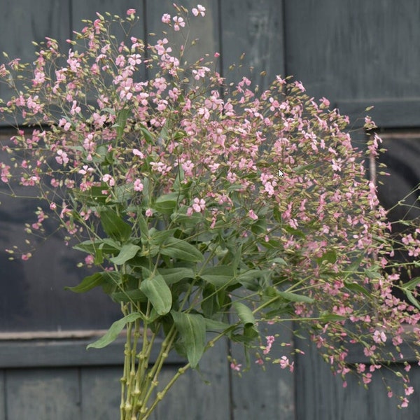 25/100 Pink Beauty Soapwort Garden Plant Seeds*Popular filler in Flower Arrangement*Saponaria Vaccaria hispanica*Seifenkraut*Saatgut*FLAT SH