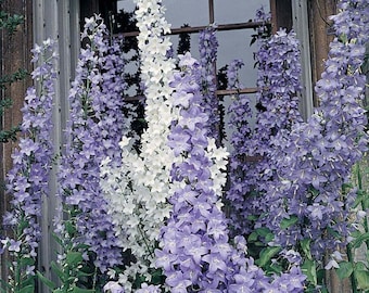 141 / 1128 Schornsteinglocke Blumensamen*Glockenblume*Campanula pyramidalis*Blaue Duftmischung*1 Jahr blühende Gartenstaude*