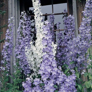 141/1128 Chimney Bell Flower Seeds*Bellflower*Campanula pyramidalis*Scented Blue White Mix Plants*1st Yr Flowering Garden Perennial*