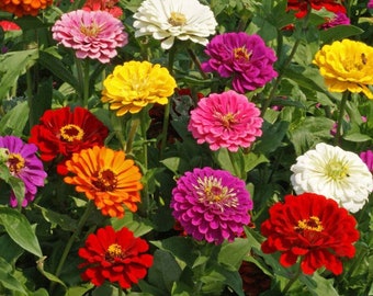 25/100/500 Zinnia California Giants Mix Garden Seeds*Zinnia elegans*Double/Semi Double Pink/Red/Purple/White/Orange/Yellow Flowers 4-5 in
