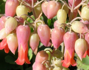 175/1050+ Kalanchoe Milky Widows Thrill Succulent Seeds*Kalanchoe laxiflora*Orange/Red Flowers*Indoor/Outdoor*Perennial Succulent*FLAT SHIP