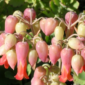 175/1050+ Kalanchoe Milky Widows Thrill Succulent Seeds*Kalanchoe laxiflora*Orange/Red Flowers*Indoor/Outdoor*Perennial Succulent*FLAT SHIP