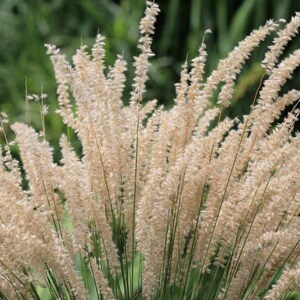 8000/5g Melica ciliata &#39;Silky&#39; Samen*Mehrjährige Pflanzen*BULK GROSSHANDEL Samen