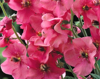 200/1000 Verbascum Purple Mullein Rosetta Seeds*Antique Rose*1st Yr Flowering Perennial*Intense Dark Pink 24-36in/60-91cm Flower Spikes