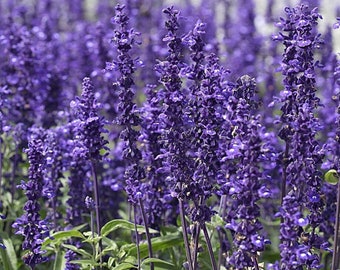 100 Sage Seeds VICTORIA BLUE Mealy Cup Flower Garden Plant Seeds Large Dense Deep Blue Flowers*Fleuroselect Gold Medal Plant*Nonstop Blooms