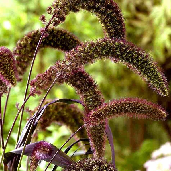 100/500/1000 Red Jewel Foxtail Millet Ornamental Grass Seeds*Red Bristle Grass*Striking Foliage*Setaria italica*Kolbenhirsesamen*FLAT SH