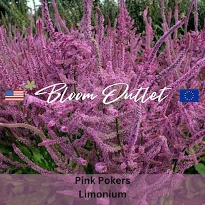 100/500 Russian Statice Pink Pokers*Limonium suworowii*Salmon Pink Flowers up to 8 in long*Russischer Meerlavendel,*Statize*FLAT RATE SHIP
