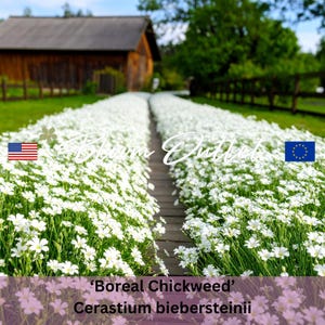 Cerastium Seeds – BOREAL CHICKWEED Ground Cover – White Perennial Flowers – Drought Tolerant – Rock Garden – Fast Spreading Carpet