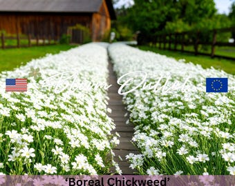 Cerastium Seeds – BOREAL CHICKWEED Ground Cover – White Perennial Flowers – Drought Tolerant – Rock Garden – Fast Spreading Carpet