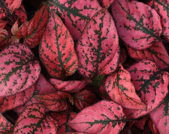 25 Hypoestes Splash Select Red Polka Dot Plant Seeds*Houseplant*Indoor Plant*Containers*Hypoestes phyllostachya*Red Leaves*Shade Garden