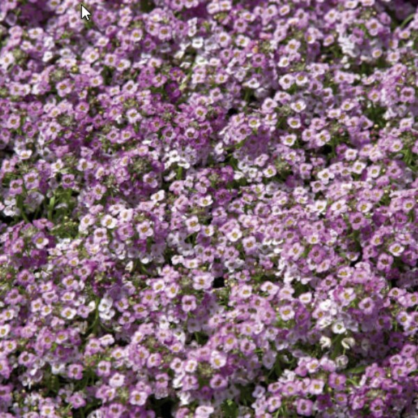 200 Wonderland Blue Sweet Alyssum plantenzaden*Romantische kleuren*Bodembedekker*Lobularia maritima*Strand-Silberkraut*Saatgut*FLAATSCHIP