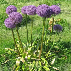 25 Allium Ornamental Onion SeedsAllium aflatunense/hollandicumPersian OnionLarge Purple/Pink FlowersShowy Perennial PlantFLAT RATE SHIP image 2