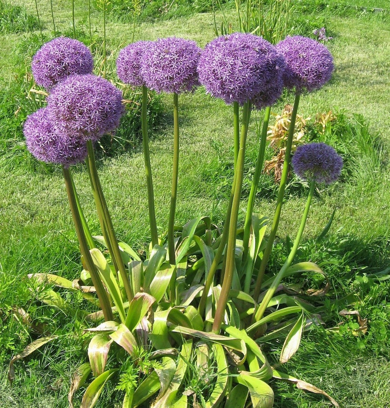 25 Allium Ornamental Onion SeedsAllium aflatunense/hollandicumPersian OnionLarge Purple/Pink FlowersShowy Perennial PlantFLAT RATE SHIP image 2