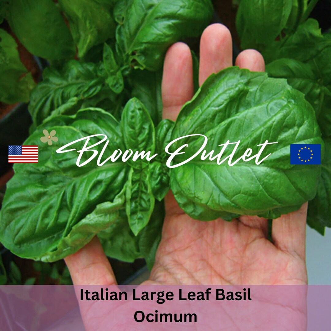 Basil Seeds ITALIAN LARGE LEAF Sweet Slow Bolting Flowers Garden Plants Herbs Herbal Seeds Non