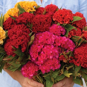 25 Cockscomb Chief Mix Garden Seeds*Celosia argentea cristata*Mix of Gold/Rose/Persimmon/Red Shades 2-7 in/5-17cm Flowers*Annual Gardens*