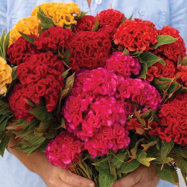 25 Cockscomb Chief Mix Garden Seeds*Celosia argentea cristata*Mix of Gold/Rose/Persimmon/Red Shades 2-7 in/5-17cm Flowers*Annual Gardens*