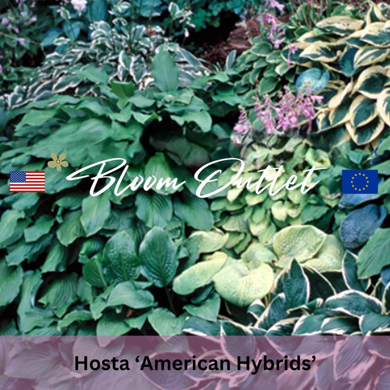 BloomOutlet Hosta American Hybrids Plantain Lily Seeds - Thumbnail 2