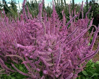 100/500 Russian Statice Pink Pokers*Limonium suworowii*Salmon Pink Flowers up to 8 in long*Russischer Meerlavendel,*Statize*FLAT RATE SHIP