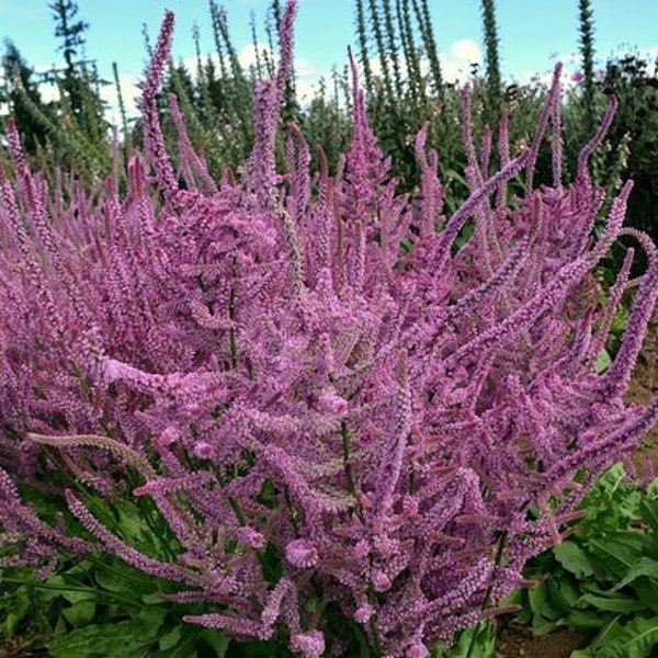 100/500 Russian Statice Pink Pokers*Limonium suworowii*Salmon Pink Flowers up to 8 in long*Russischer Meerlavendel,*Statize*FLAT RATE SHIP