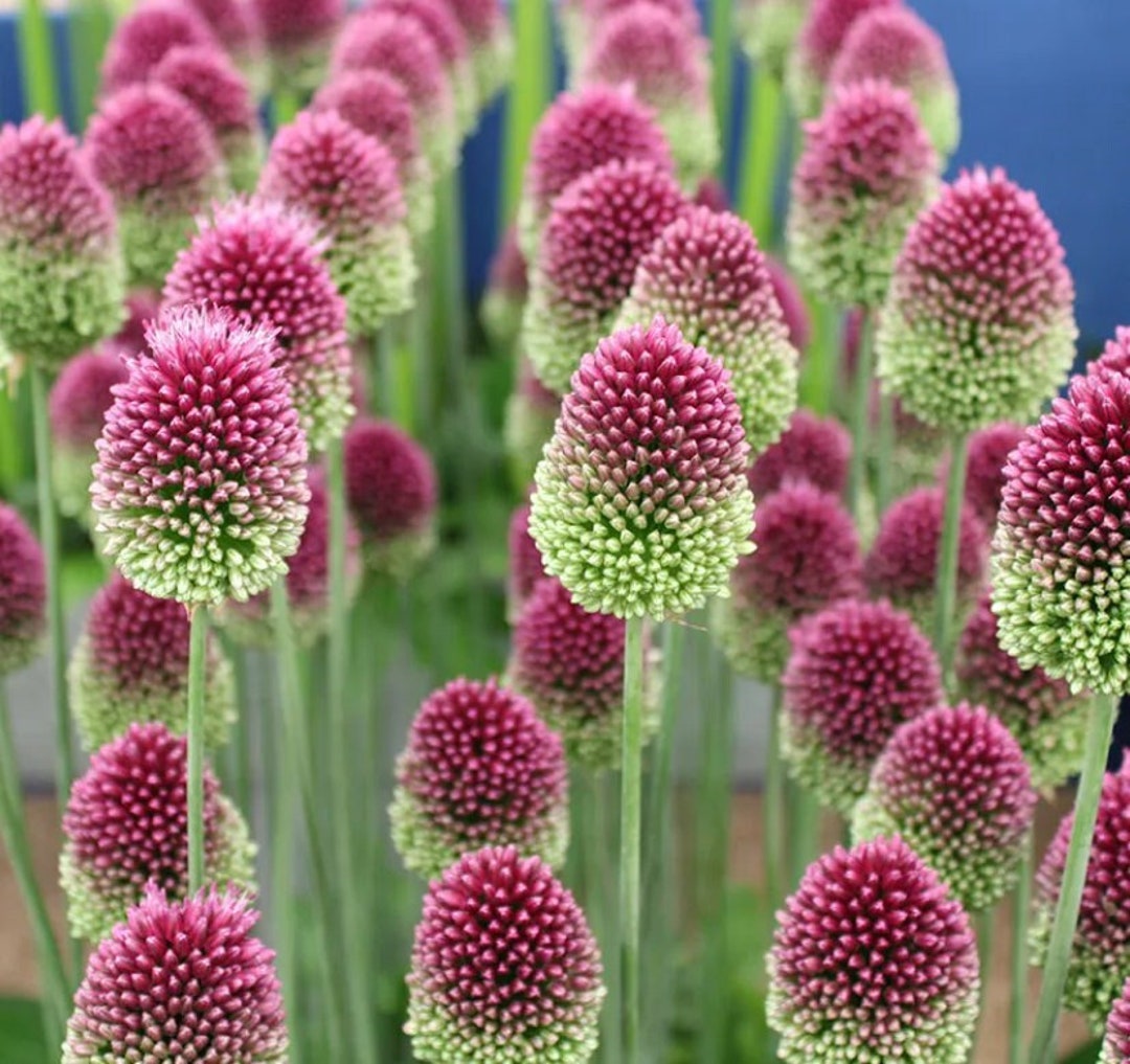 25 Drumstick Allium Seedsallium Spaerocephalonchanges Colorsred/purple