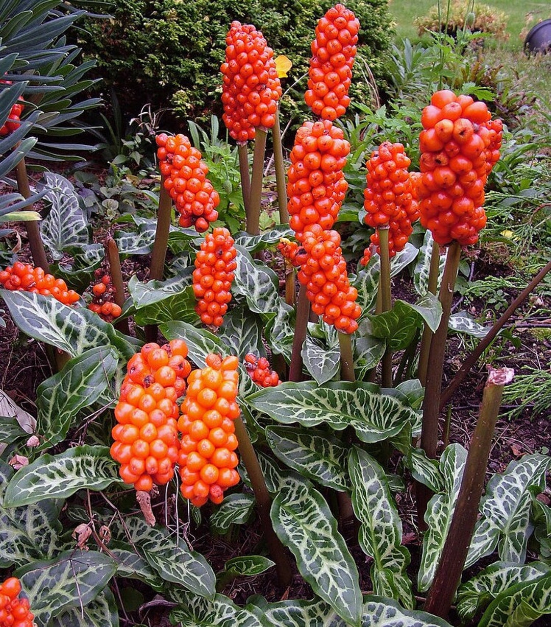 20 Italian Arum Garden Seeds*lords and Ladies*italian Lily*shade Foliage  Plant*arum Italicum Ssp Italicum*cuckoo Pint*orange/red/white/green - Etsy