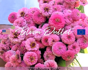 Zinnia Oklahoma Pink Seeds – Beautiful Pink Garden Flowers, Easy to Grow, Perfect for Bouquets & Pollinators