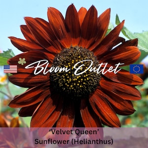 Sunflower Seeds ‘Velvet Queen’ – Stunning Deep Red Flowers, Helianthus, Planting Seeds, Cut Flower Gardens