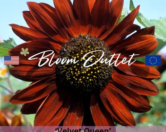 Semillas de girasol «Velvet Queen»: impresionantes flores de color rojo intenso, helianthus, semillas para plantar, jardines de flores cortadas