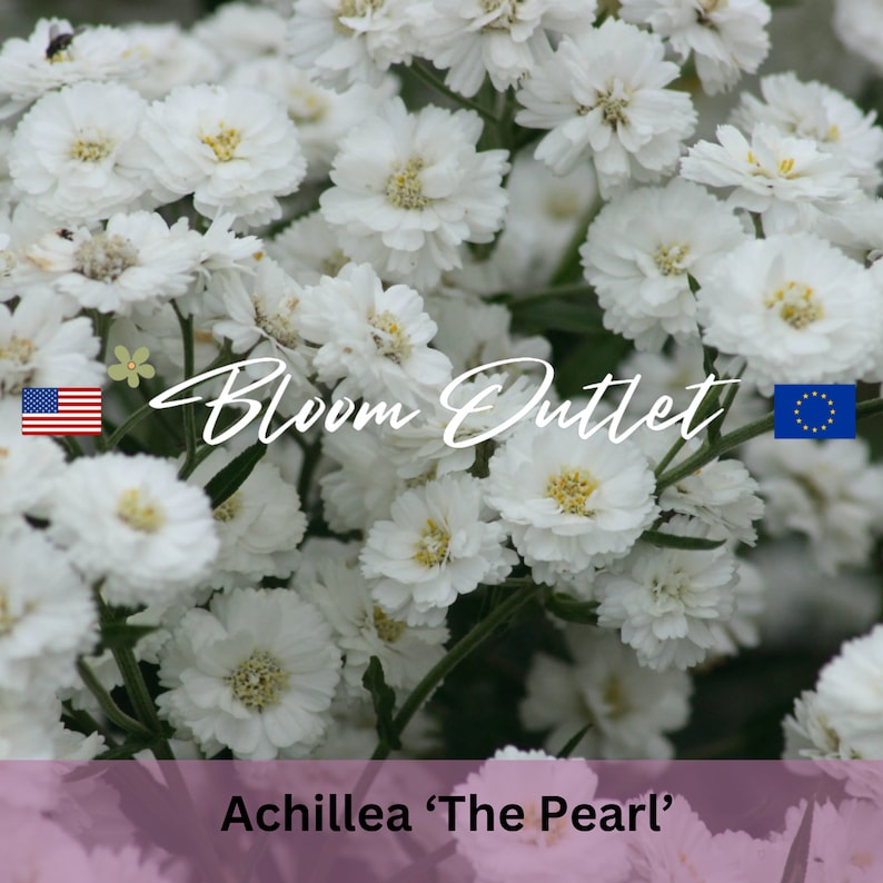 May include: Close-up of Achillea 'The Pearl' flowers. The image features a dense cluster of white, daisy-like blooms with yellow centers. The text "Bloom Outlet" is displayed in cursive, with the text "Achillea 'The Pearl'" below.