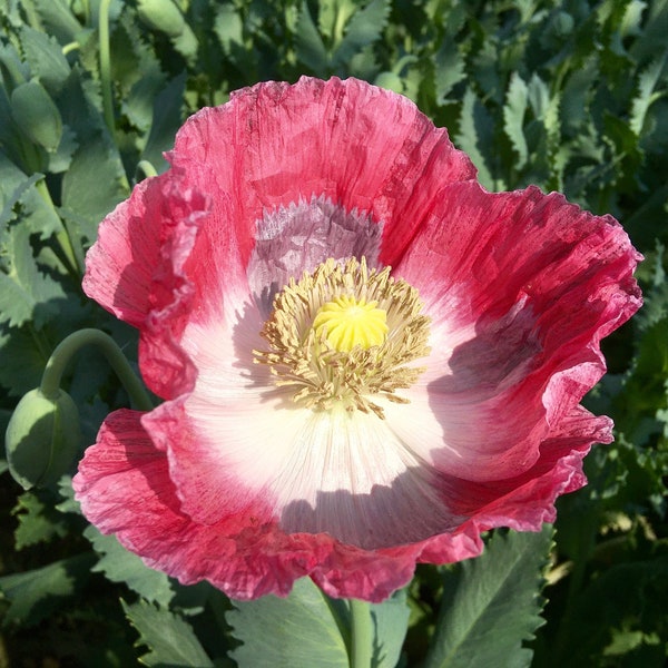 100/500 Bowling Ball Breadseed Poppy Planting Seeds*Large 4 in Blooms with 3 in Blue-Green Seed Pods*Papaver*FLAT RATE SHIPPING Worldwide