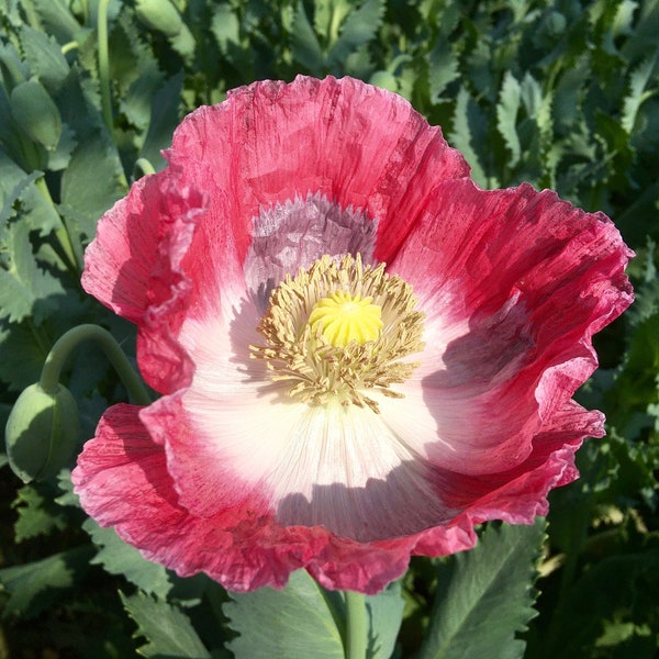 100/500 Bowling Kugel Brotsaat Mohn Pflanzensamen* Grosse 10 cm Blüte mit 3 cm Blau-Grünen Samenkapseln* Papaver* FLAT RATE VERSAND Weltweit