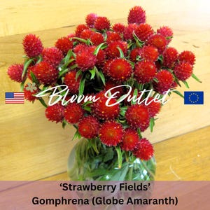 Graines d&#39;amarante globe Gomphrena - Graines de jardin de champs de fraises - Fleurs coupées rouges annuelles - Immortelles - Sachets de graines