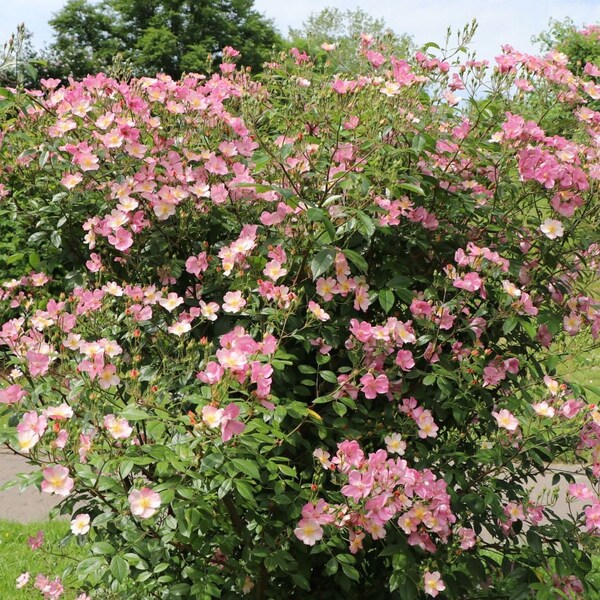 50/200 Fragrant Wild Climbing Rose Seeds*Rosa canina*Heiderose*Hunds Rose*Beautiful delicate pink flowers*Shrub Plant Seeds*FLAT SH