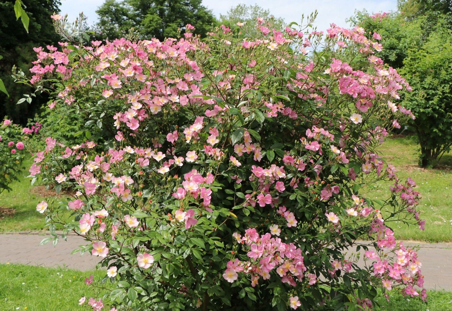 Wild Climber Roses 50/200 Fragrant Wild Climbing Rose Seeds*rosa Canina*heiderose*hunds ...