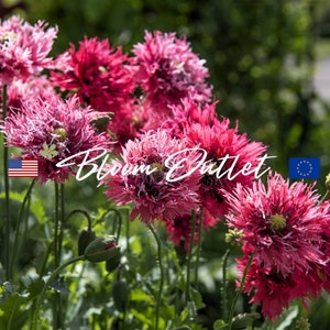 Poppy Seeds Papaver ROSE FEATHERS Poppy Red/Rose/Mauve Highly Double Fringed Flowers 4 in/10 cm*Annual/Mass Planting Gardens*Pots