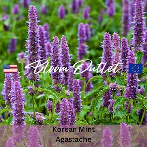 100 hisopo menta coreana * Espigas de flores malva de 2 a 4 pulgadas * Hojas con aroma a menta * Agastache rugosa * Comestible * Coreaminze * Semillas para plantar en el jardín * SH PLANO
